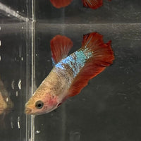 the-fish-farm Female Betta Female Betta - One Only - V Choose your own Female Betta at The Fish Farm Australia