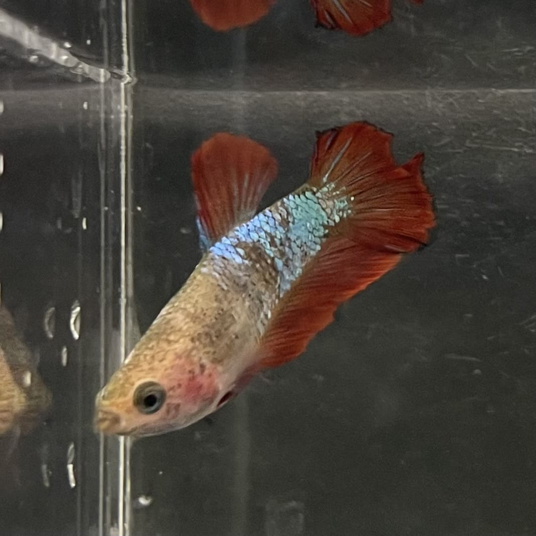 the-fish-farm Female Betta Female Betta - One Only - V Choose your own Female Betta at The Fish Farm Australia
