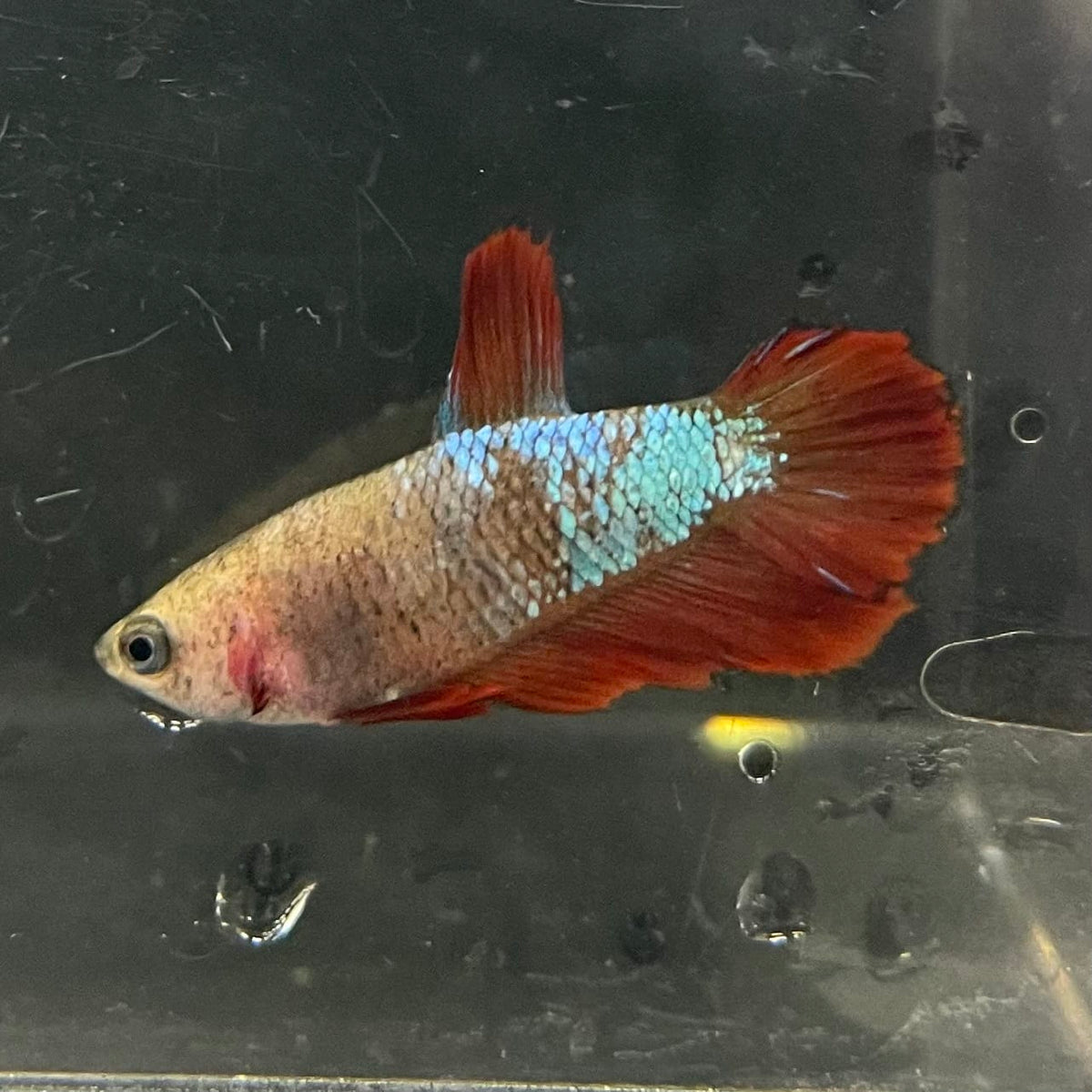 the-fish-farm Female Betta Female Betta - One Only - V Choose your own Female Betta at The Fish Farm Australia