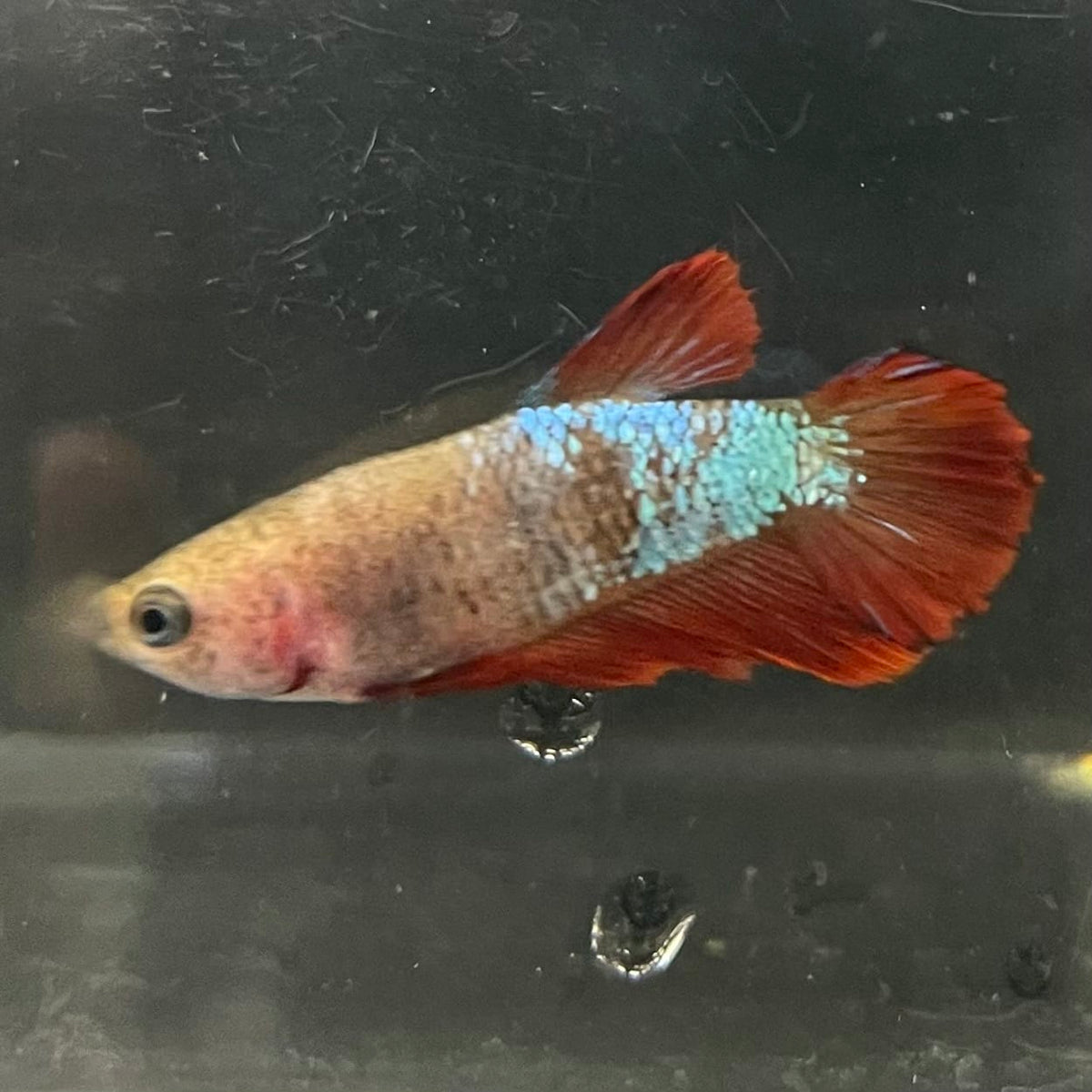 the-fish-farm Female Betta Female Betta - One Only - V Choose your own Female Betta at The Fish Farm Australia