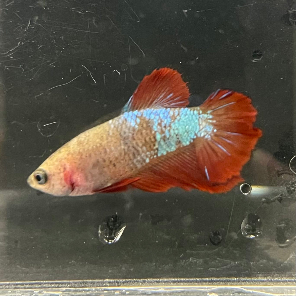 the-fish-farm Female Betta Female Betta - One Only - V Choose your own Female Betta at The Fish Farm Australia
