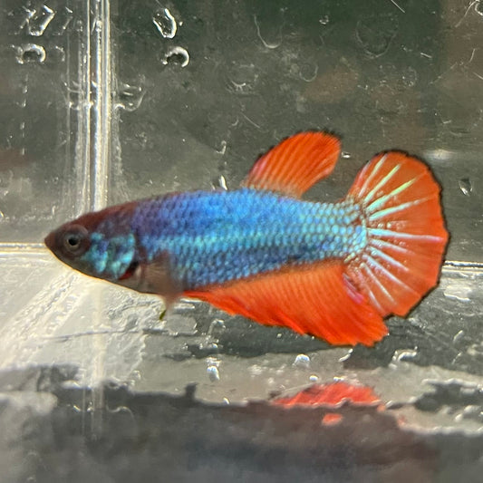 the-fish-farm Female Betta Female Betta - One Only - V Choose your own Female Betta at The Fish Farm Australia