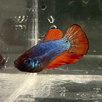 the-fish-farm Female Betta Female Betta - One Only - V Choose your own Female Betta at The Fish Farm Australia