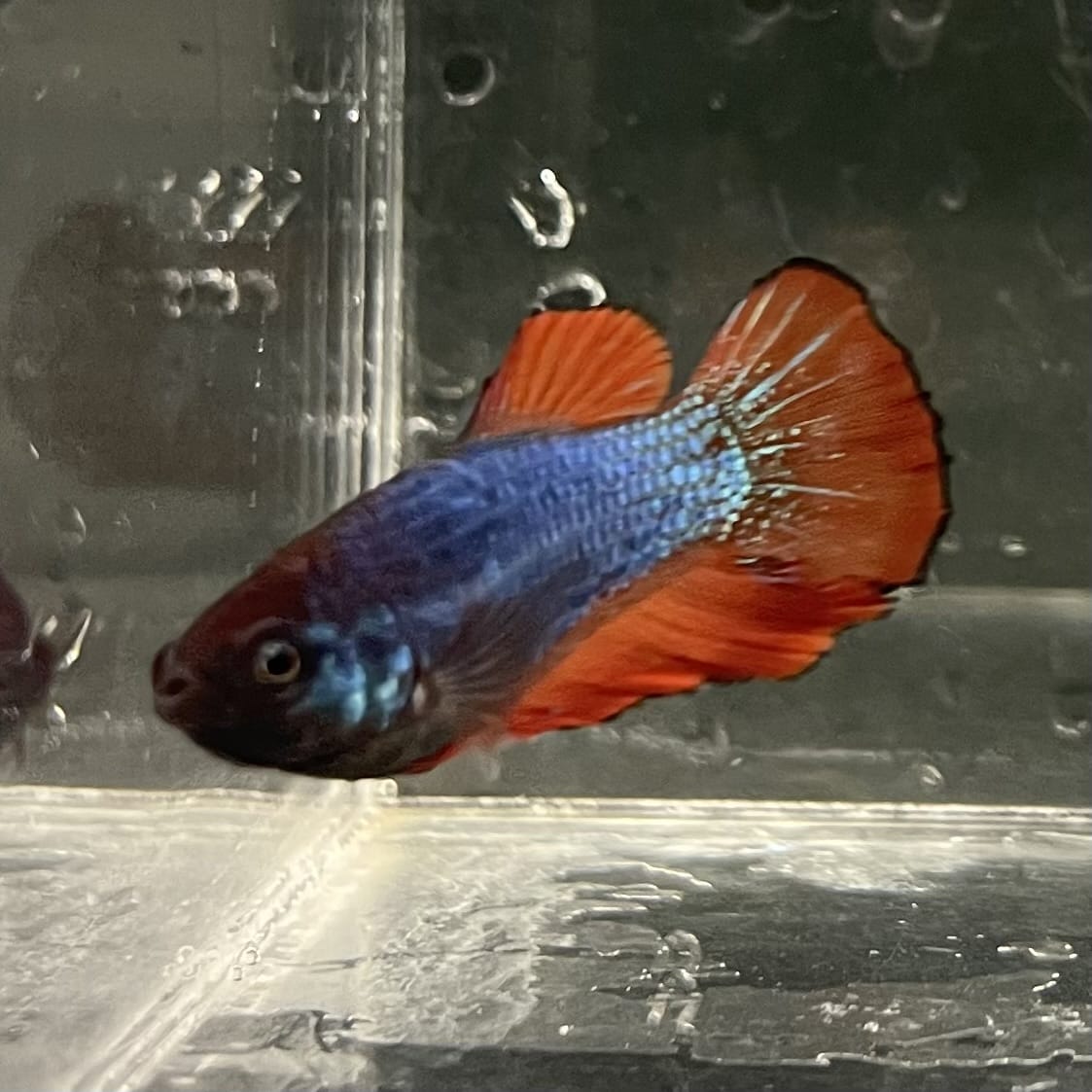 the-fish-farm Female Betta Female Betta - One Only - V Choose your own Female Betta at The Fish Farm Australia