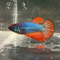 the-fish-farm Female Betta Female Betta - One Only - V Choose your own Female Betta at The Fish Farm Australia