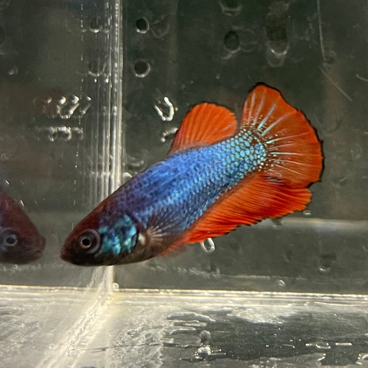 the-fish-farm Female Betta Female Betta - One Only - V Choose your own Female Betta at The Fish Farm Australia