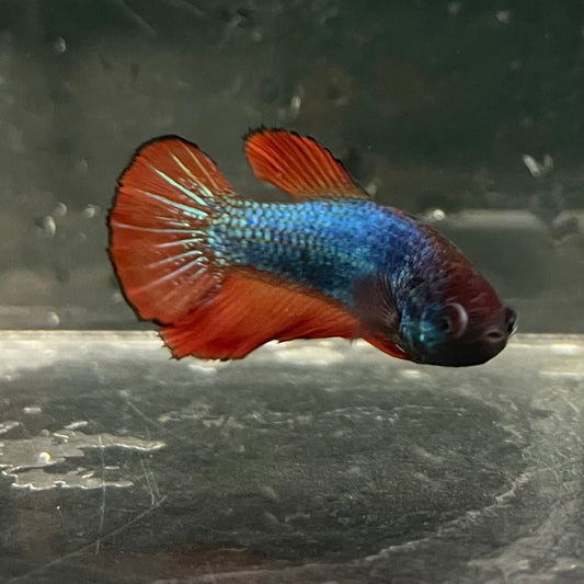 the-fish-farm Female Betta Female Betta - One Only - V Choose your own Female Betta at The Fish Farm Australia