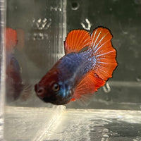 the-fish-farm Female Betta Female Betta - One Only - V Choose your own Female Betta at The Fish Farm Australia