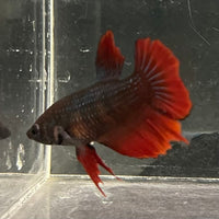 the-fish-farm Female Betta Female Betta - One Only - V Choose your own Female Betta at The Fish Farm Australia