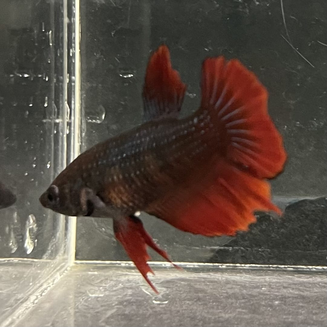 the-fish-farm Female Betta Female Betta - One Only - V Choose your own Female Betta at The Fish Farm Australia