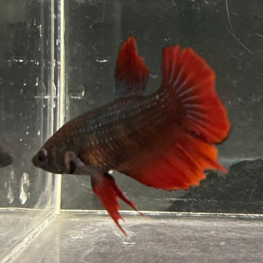 the-fish-farm Female Betta Female Betta - One Only - V Choose your own Female Betta at The Fish Farm Australia