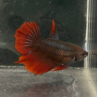 the-fish-farm Female Betta Female Betta - One Only - V Choose your own Female Betta at The Fish Farm Australia