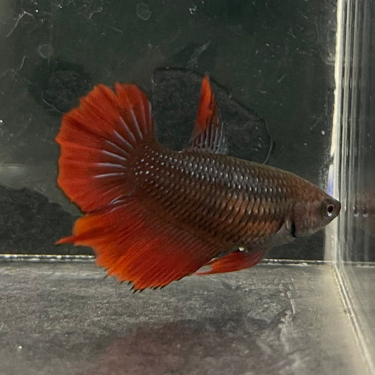 the-fish-farm Female Betta Female Betta - One Only - V Choose your own Female Betta at The Fish Farm Australia