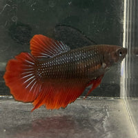 the-fish-farm Female Betta Female Betta - One Only - V Choose your own Female Betta at The Fish Farm Australia