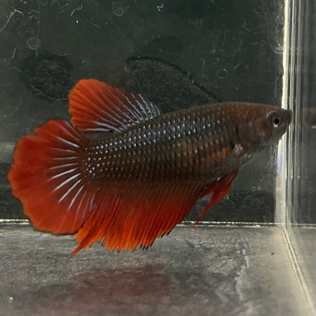the-fish-farm Female Betta Female Betta - One Only - V Choose your own Female Betta at The Fish Farm Australia