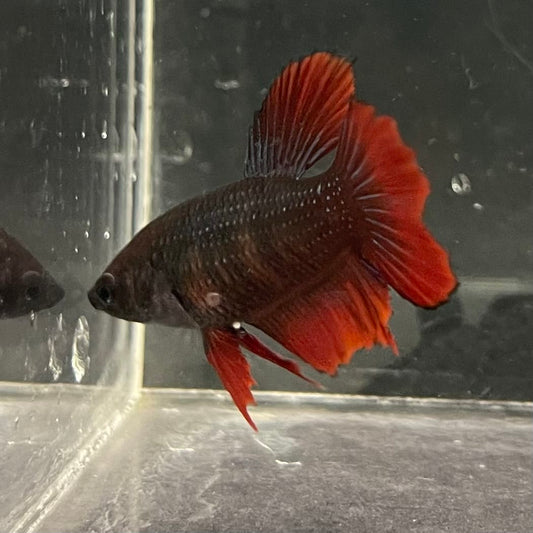 the-fish-farm Female Betta Female Betta - One Only - V Choose your own Female Betta at The Fish Farm Australia
