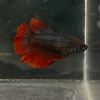 the-fish-farm Female Betta Female Betta - One Only - V Choose your own Female Betta at The Fish Farm Australia