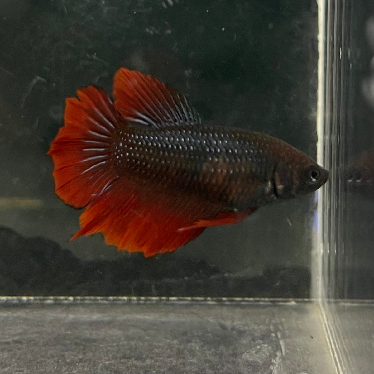the-fish-farm Female Betta Female Betta - One Only - V Choose your own Female Betta at The Fish Farm Australia