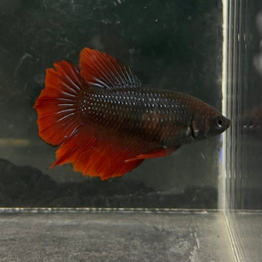 the-fish-farm Female Betta Female Betta - One Only - V Choose your own Female Betta at The Fish Farm Australia