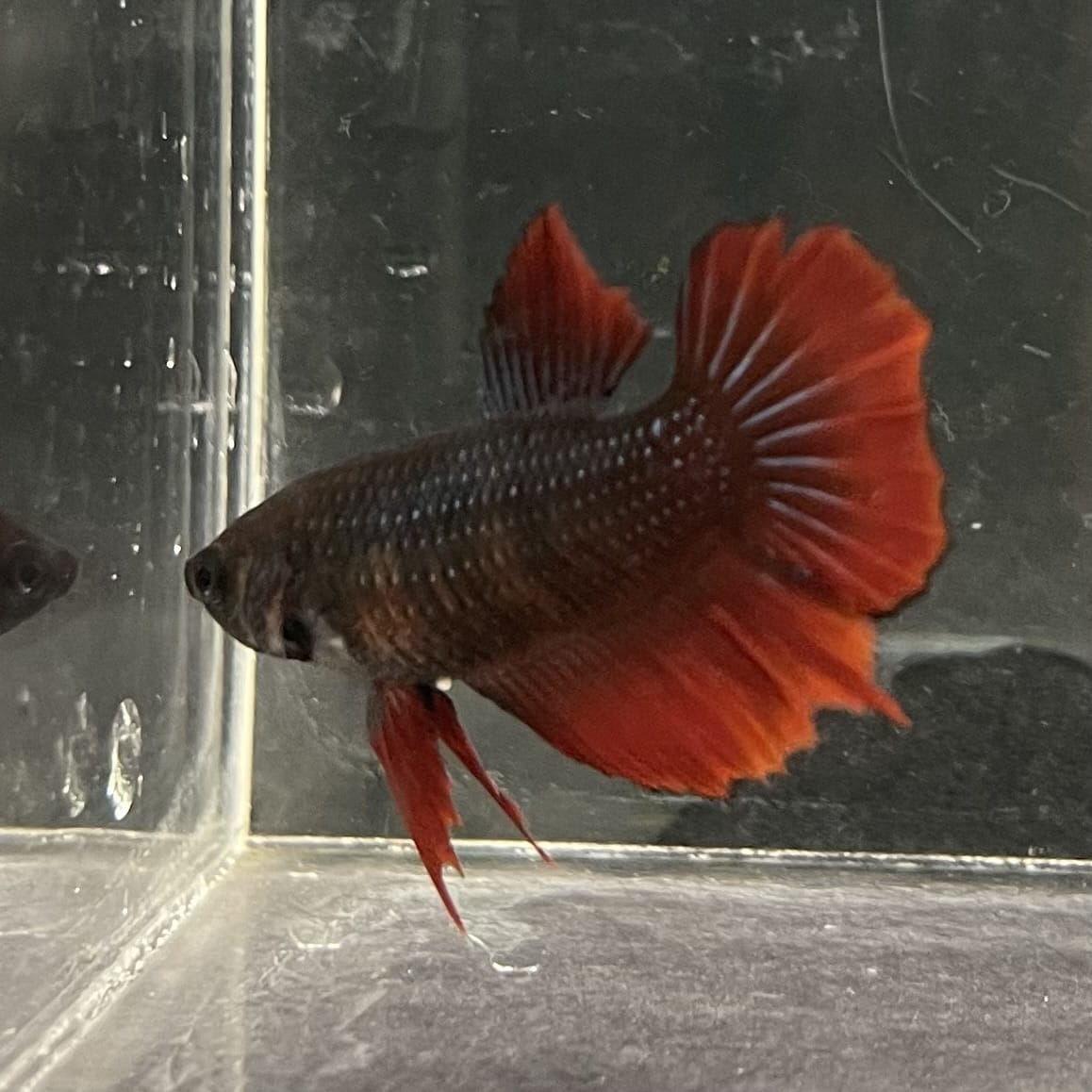 the-fish-farm Female Betta Female Betta - One Only - V Choose your own Female Betta at The Fish Farm Australia