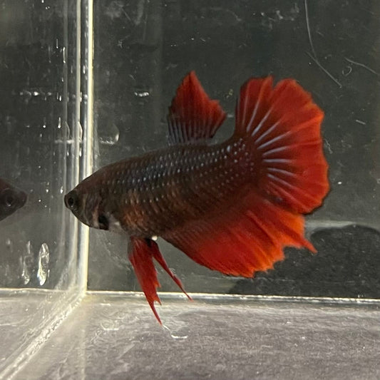 the-fish-farm Female Betta Female Betta - One Only - V Choose your own Female Betta at The Fish Farm Australia