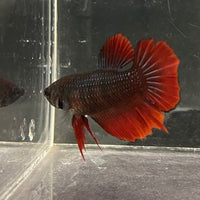 the-fish-farm Female Betta Female Betta - One Only - V Choose your own Female Betta at The Fish Farm Australia