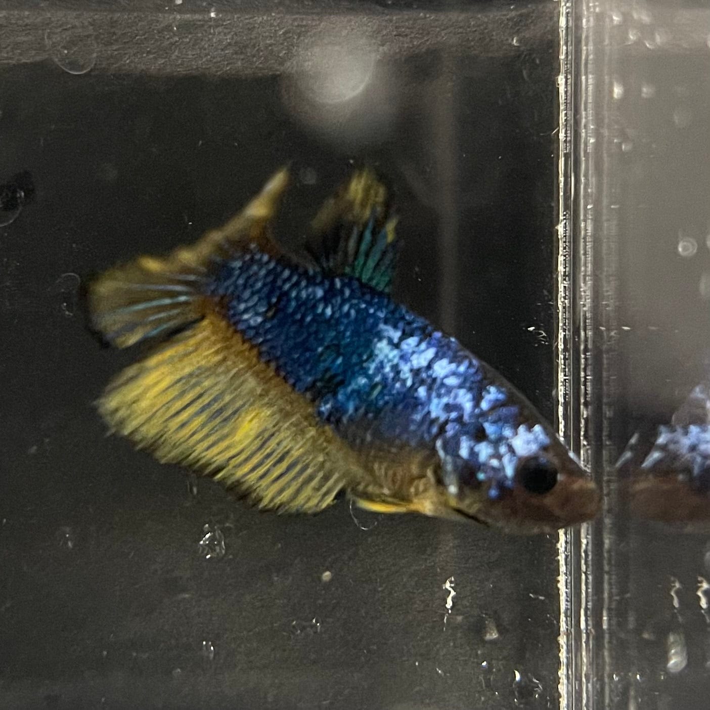 the-fish-farm Female Betta Female Betta - One Only - V Choose your own Female Betta at The Fish Farm Australia