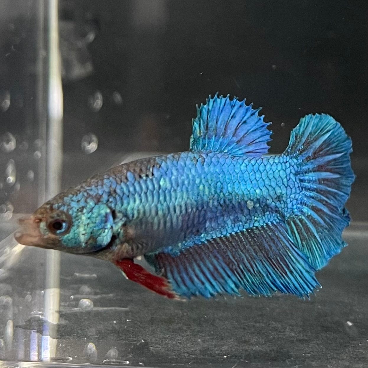 the-fish-farm Female Betta Female Betta - One Only - W Choose your own Female Betta at The Fish Farm Australia