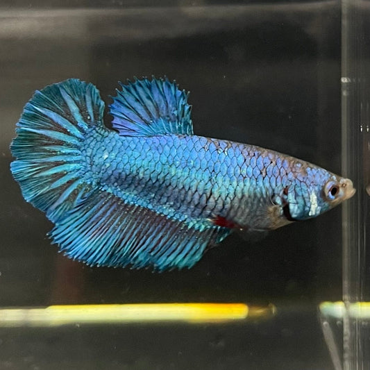 the-fish-farm Female Betta Female Betta - One Only - W Choose your own Female Betta at The Fish Farm Australia
