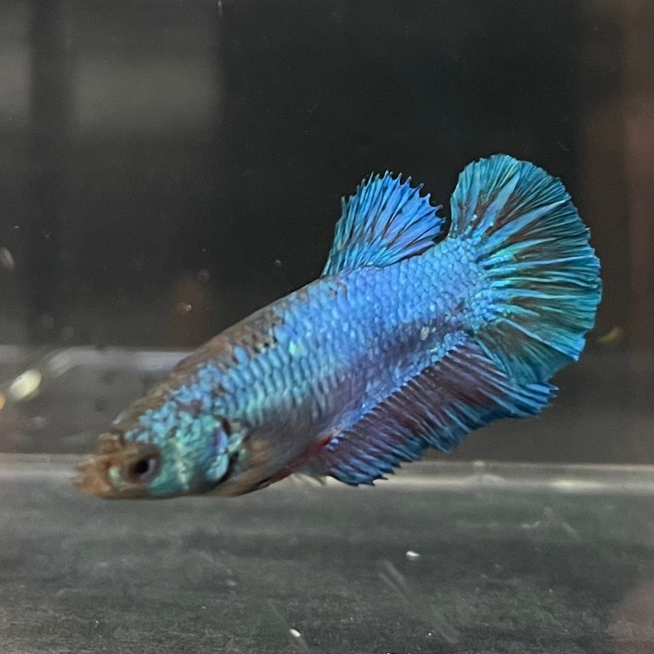 the-fish-farm Female Betta Female Betta - One Only - W Choose your own Female Betta at The Fish Farm Australia