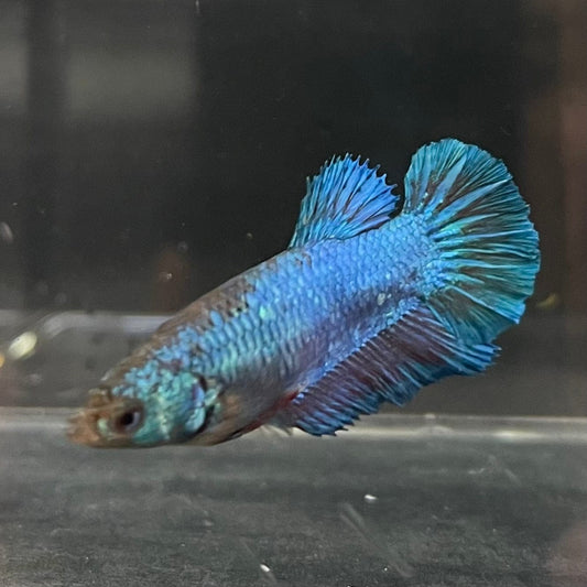 the-fish-farm Female Betta Female Betta - One Only - W Choose your own Female Betta at The Fish Farm Australia