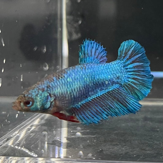 the-fish-farm Female Betta Female Betta - One Only - W Choose your own Female Betta at The Fish Farm Australia