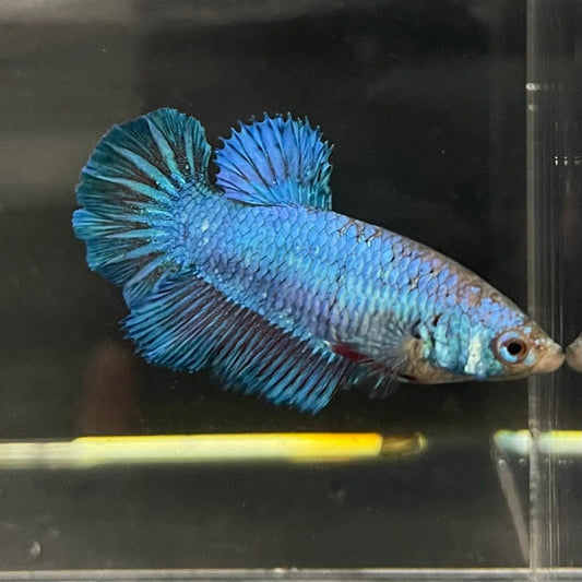 the-fish-farm Female Betta Female Betta - One Only - W Choose your own Female Betta at The Fish Farm Australia