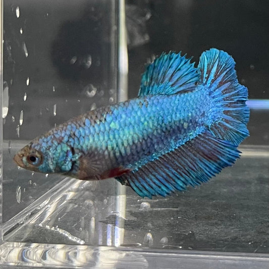 the-fish-farm Female Betta Female Betta - One Only - W Choose your own Female Betta at The Fish Farm Australia