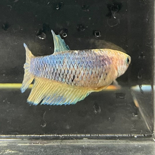 the-fish-farm Female Betta Female Betta - One Only - W Choose your own Female Betta at The Fish Farm Australia