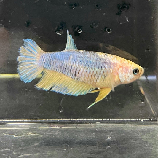 the-fish-farm Female Betta Female Betta - One Only - W Choose your own Female Betta at The Fish Farm Australia