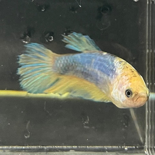 the-fish-farm Female Betta Female Betta - One Only - W Choose your own Female Betta at The Fish Farm Australia