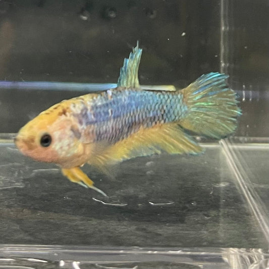 the-fish-farm Female Betta Female Betta - One Only - W Choose your own Female Betta at The Fish Farm Australia