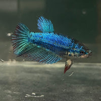 the-fish-farm Female Betta Female Betta - One Only - W Choose your own Female Betta at The Fish Farm Australia
