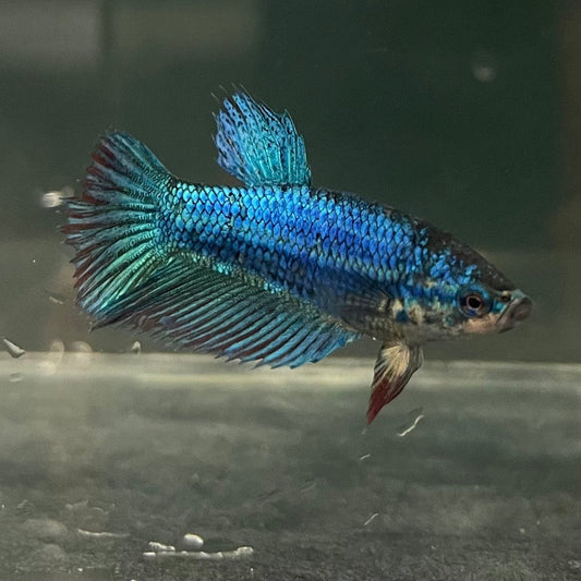 the-fish-farm Female Betta Female Betta - One Only - W Choose your own Female Betta at The Fish Farm Australia