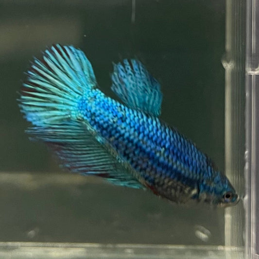the-fish-farm Female Betta Female Betta - One Only - W Choose your own Female Betta at The Fish Farm Australia