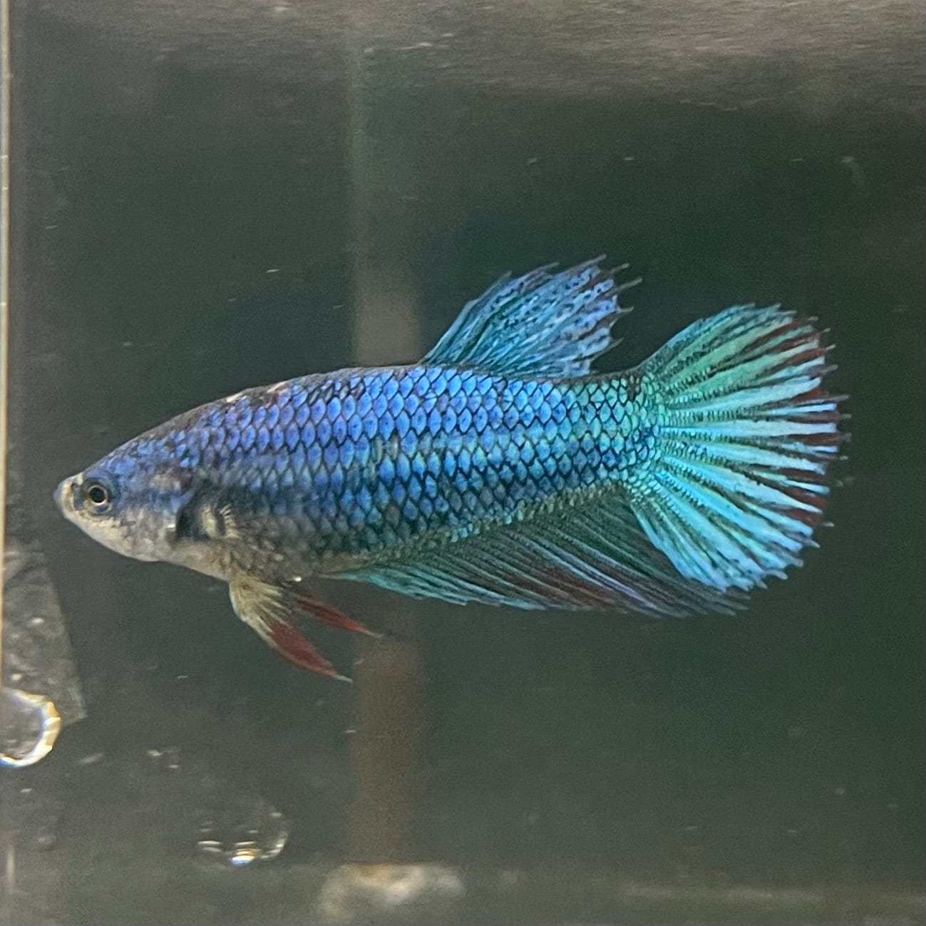 the-fish-farm Female Betta Female Betta - One Only - W Choose your own Female Betta at The Fish Farm Australia