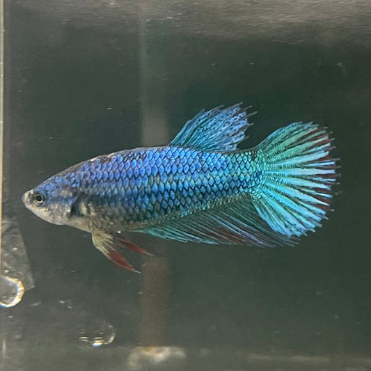 the-fish-farm Female Betta Female Betta - One Only - W Choose your own Female Betta at The Fish Farm Australia