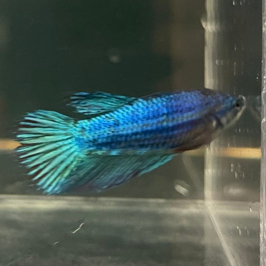 the-fish-farm Female Betta Female Betta - One Only - W Choose your own Female Betta at The Fish Farm Australia