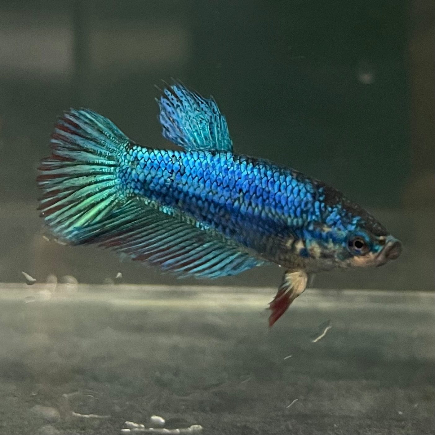 the-fish-farm Female Betta Female Betta - One Only - W Choose your own Female Betta at The Fish Farm Australia