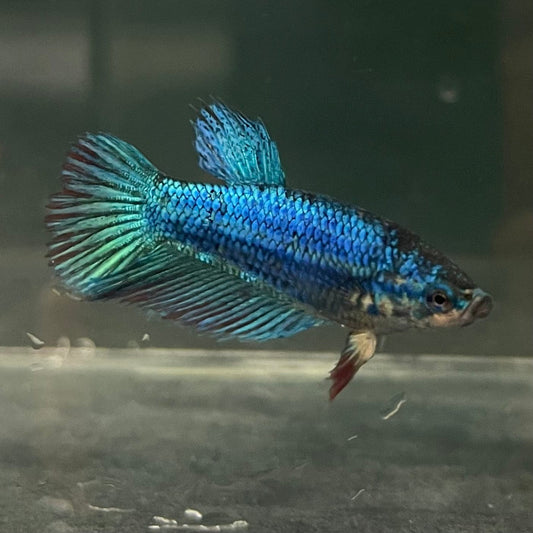 the-fish-farm Female Betta Female Betta - One Only - W Choose your own Female Betta at The Fish Farm Australia
