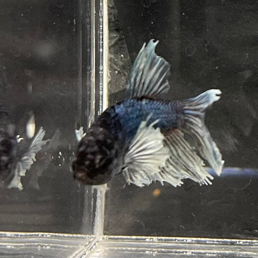 the-fish-farm Female Betta Female Betta - One Only - W Choose your own Female Betta at The Fish Farm Australia