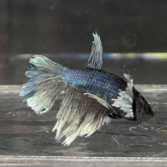 the-fish-farm Female Betta Female Betta - One Only - W Choose your own Female Betta at The Fish Farm Australia