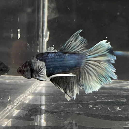 the-fish-farm Female Betta Female Betta - One Only - W Choose your own Female Betta at The Fish Farm Australia