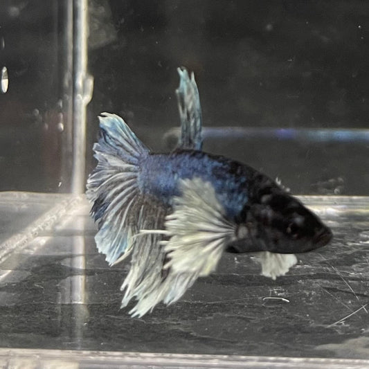 the-fish-farm Female Betta Female Betta - One Only - W Choose your own Female Betta at The Fish Farm Australia